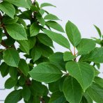 Mini višňa nízkokmenná (Prunus cerasus) ´PIEMONT´ - skorá, výška: 60-90 cm, kont. C5L